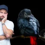 African Grey Parrots