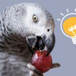 African Grey Parrot Taste Sense