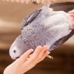 African Grey Parrot Touch Sense