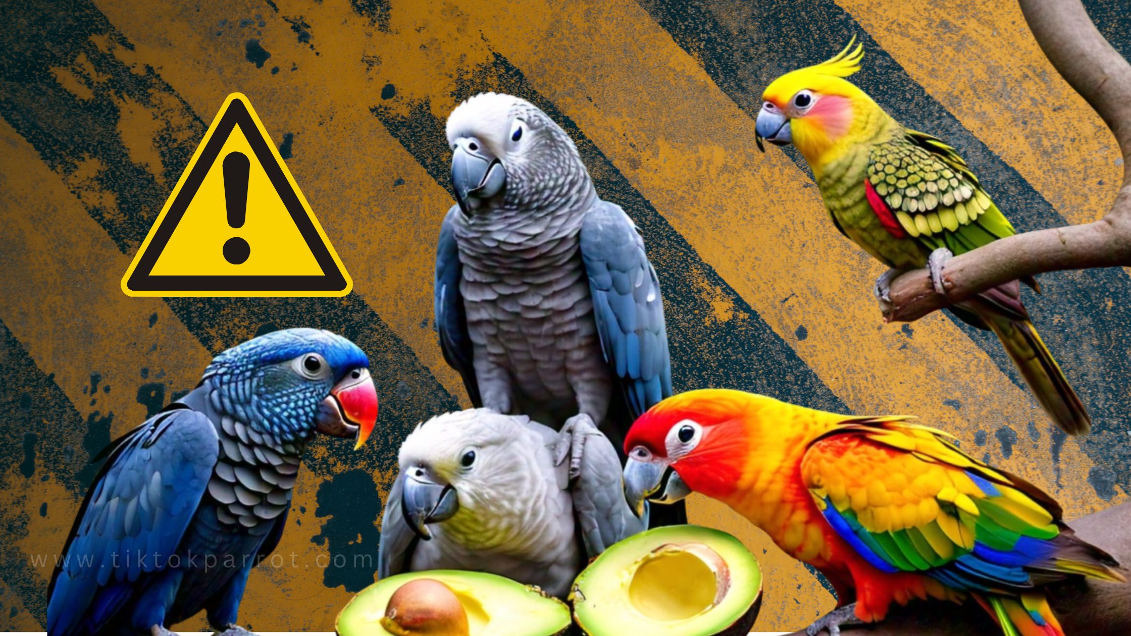 Avocado Alert What To Do If Your Parrot Eats The Forbidden Fruit 