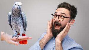 7 Common Myths About African Grey Parrot Care