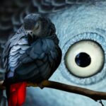 The Challenges Wild African Grey Parrots Face