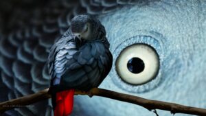 The Challenges Wild African Grey Parrots Face