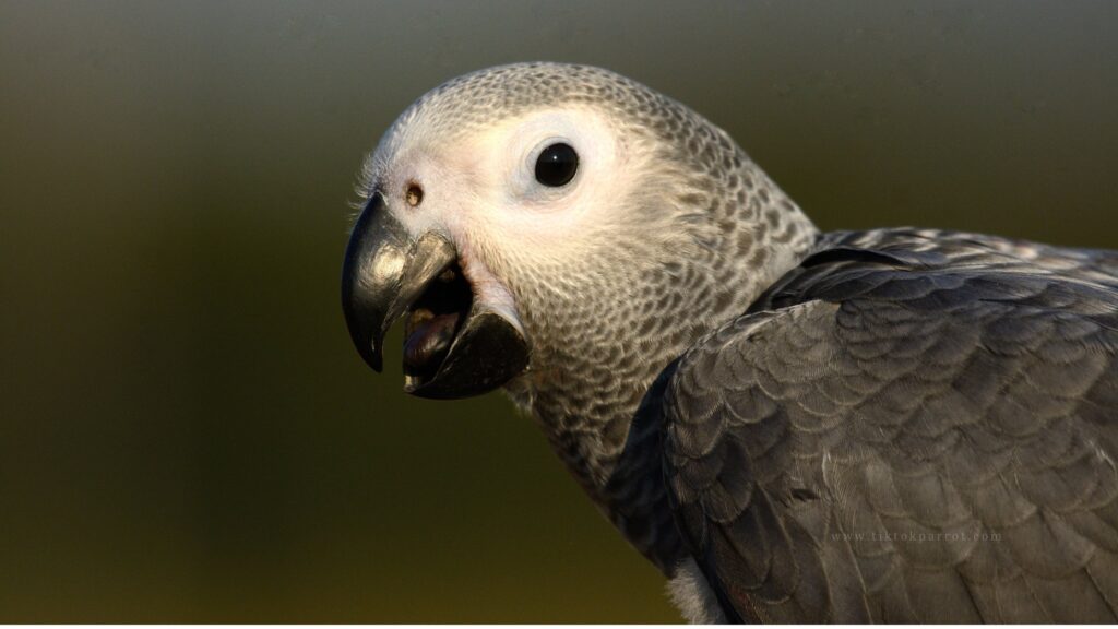 The Challenges Wild African Grey Parrots Face