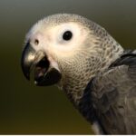 The Challenges Wild African Grey Parrots Face