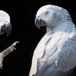 African Grey Dandruff