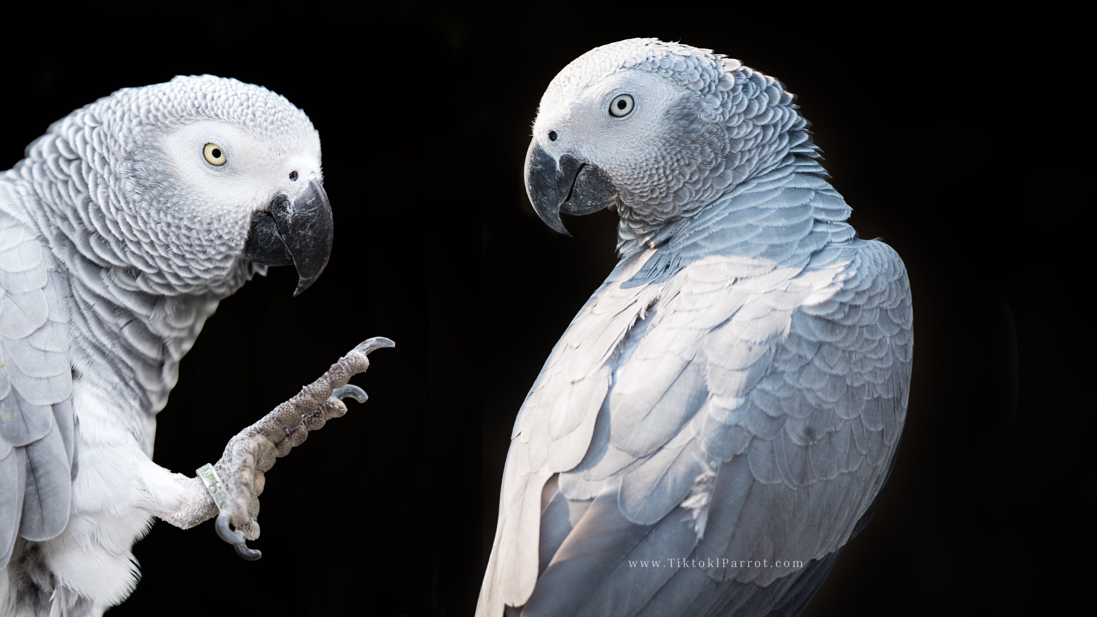 African Grey Dandruff