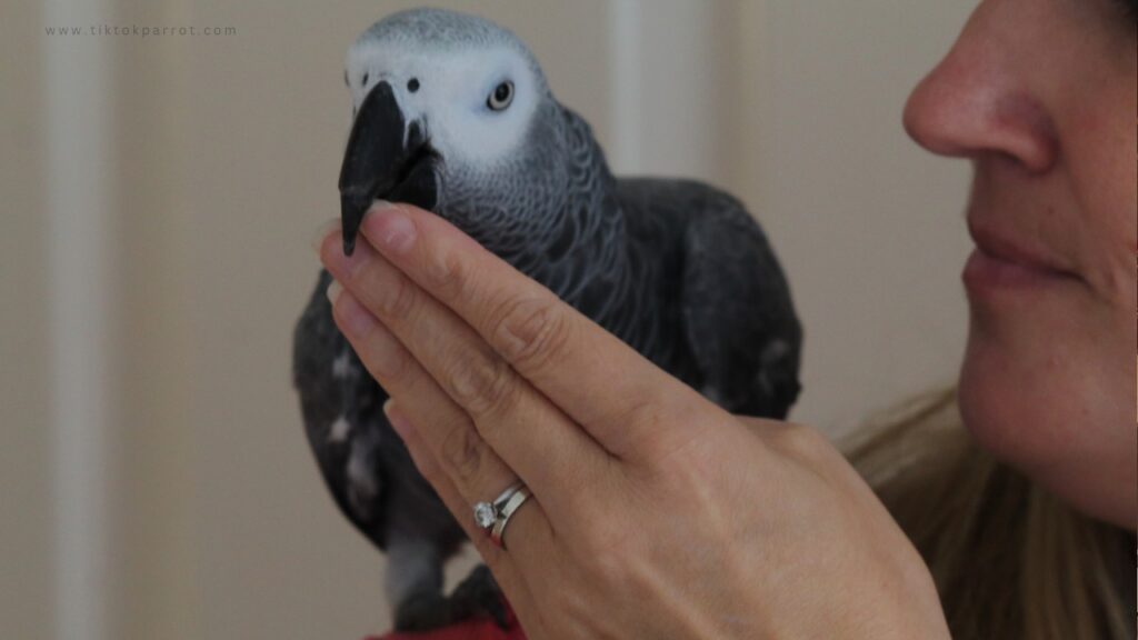 Why Do African Grey Parrots Love Sitting on Shoulders?