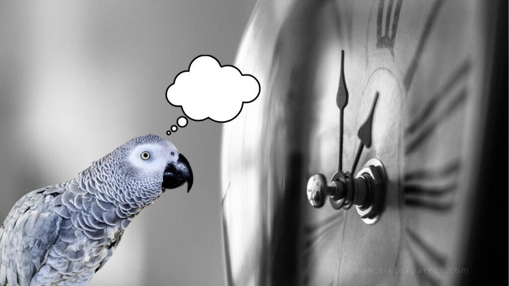 Do African Grey Parrots Have a Sense of Time