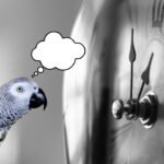 Do African Grey Parrots Have a Sense of Time