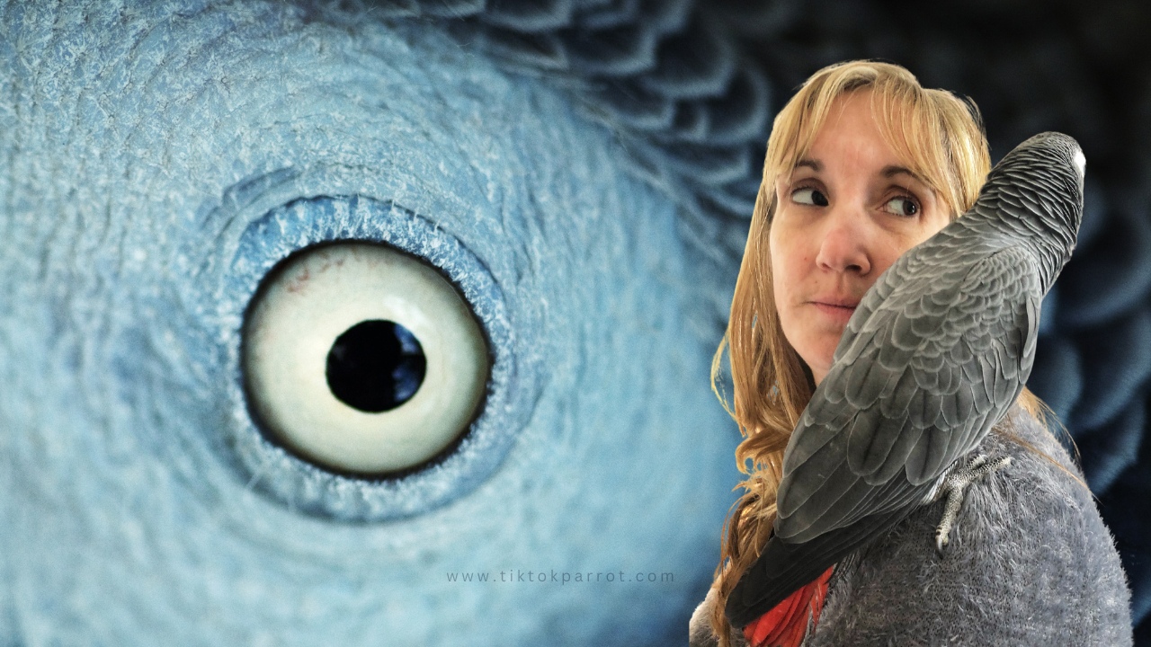 African Grey on Your Shoulder: Is It Safe for a Parrot to Perch There?