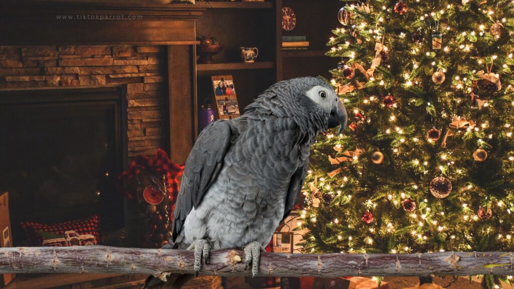 Are Christmas Trees Dangerous for My Parrot