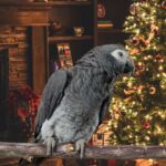 Are Christmas Trees Dangerous for My Parrot