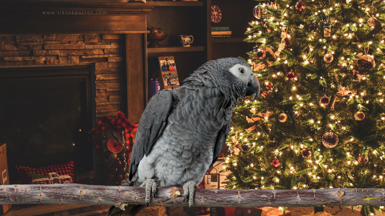 Are Christmas Trees Dangerous for My Parrot