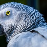 Comprehensive Overview of African Grey Parrots