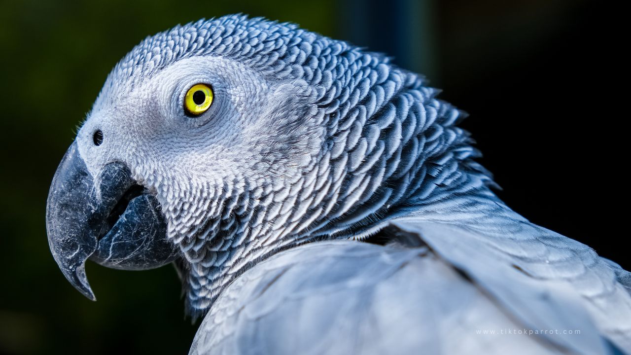 Comprehensive Overview of African Grey Parrots