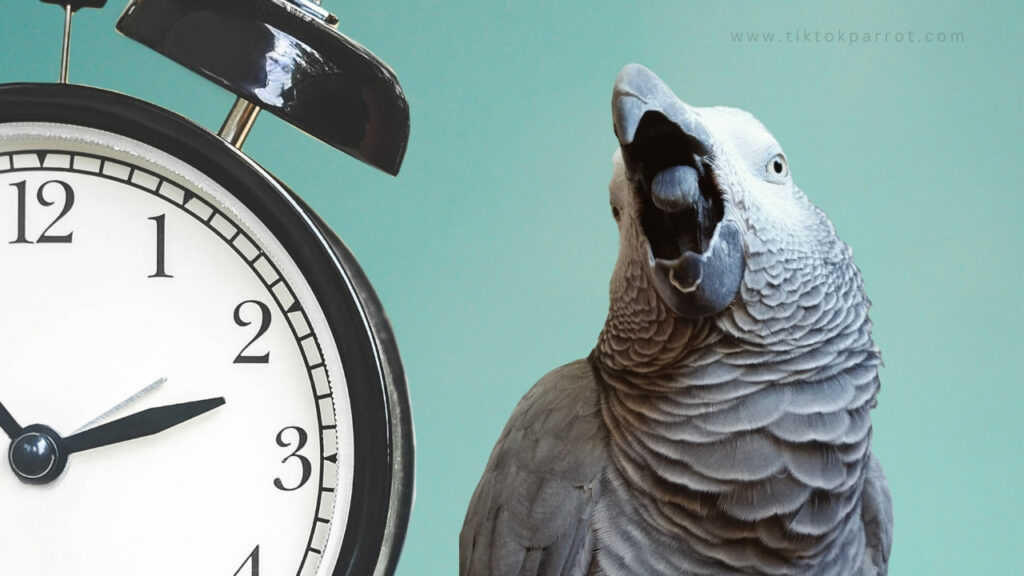 Do African Grey Parrots Have a Sense of Time