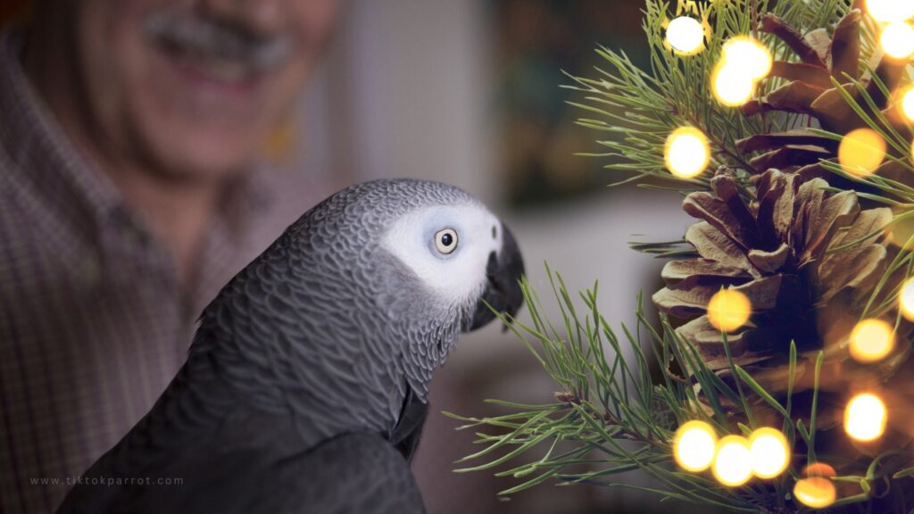 How to Keep Your Parrot Safe Around the Christmas Tree