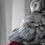 How to Manage Anxiety in African Grey Parrots