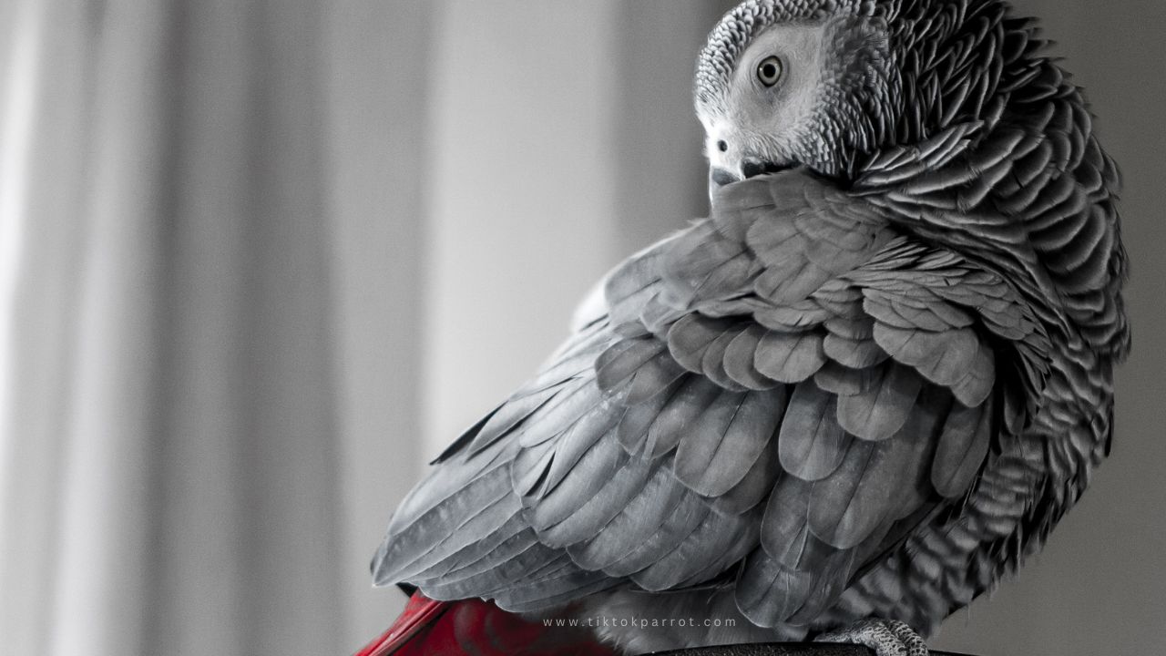 How to Manage Anxiety in African Grey Parrots