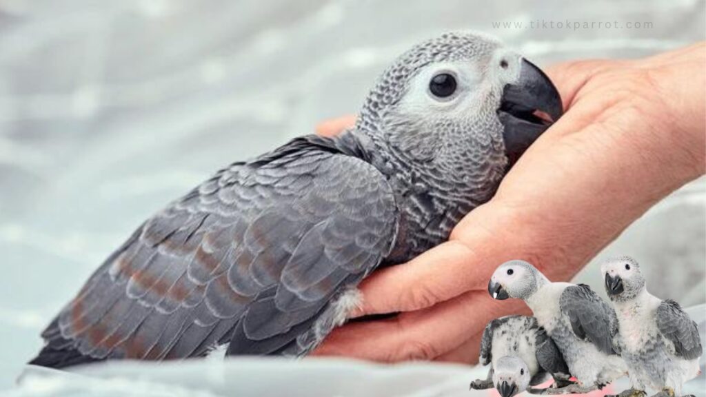 How to Tell When African Grey Parrot Is Fully Grown