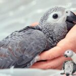 How to Tell When African Grey Parrot Is Fully Grown