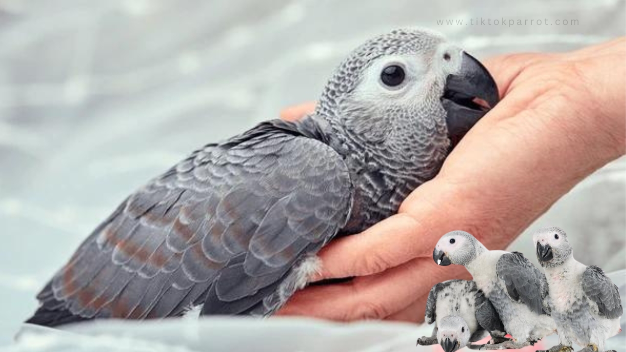 How to Tell When African Grey Parrot Is Fully Grown