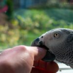 How to Train Your Parrot Not to Bite You (Command)