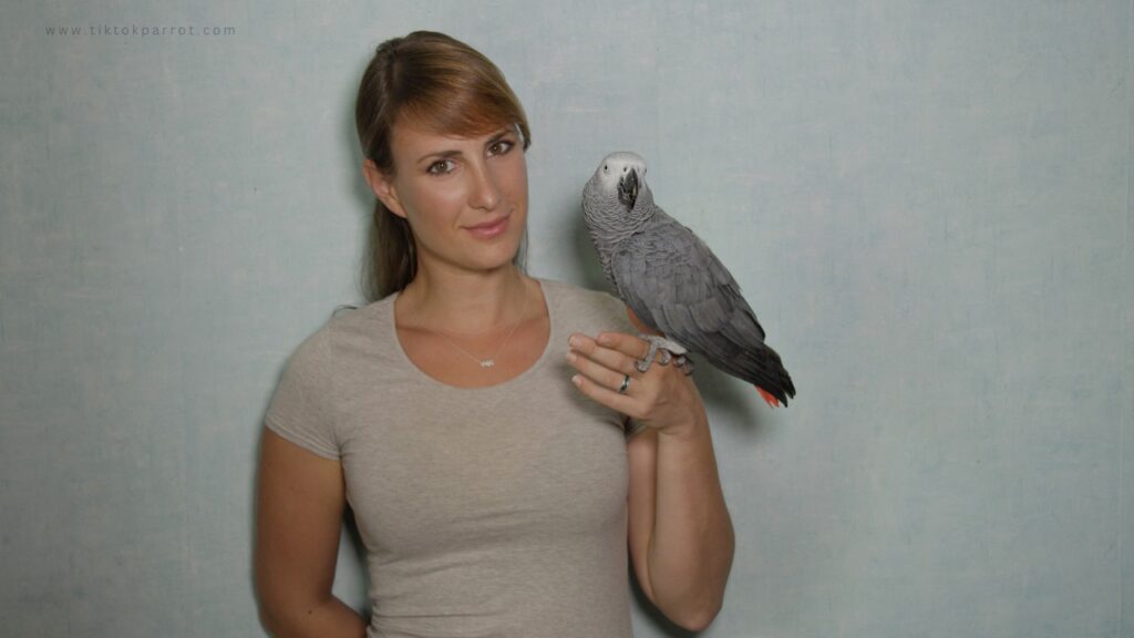 African grey parrot Shoulder Perching