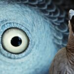 The Amazing Power of the African Grey Parrot Beak