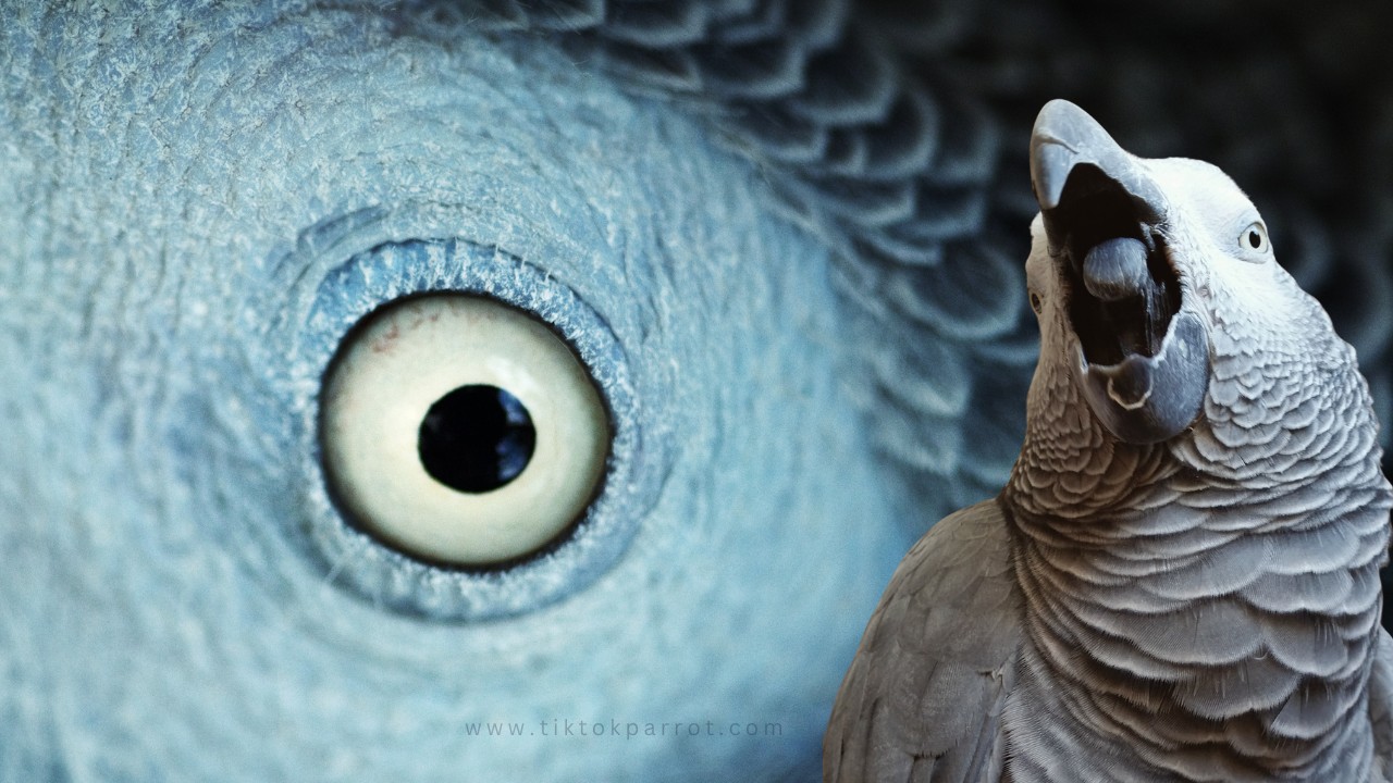 The Amazing Power of the African Grey Parrot Beak