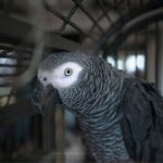 The Big Problem with Small Cages for Your African Grey Parrot