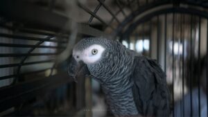 The Big Problem with Small Cages for Your African Grey Parrot