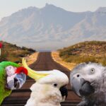 Tips & Tricks for the Best Road Trip with Your Parrot