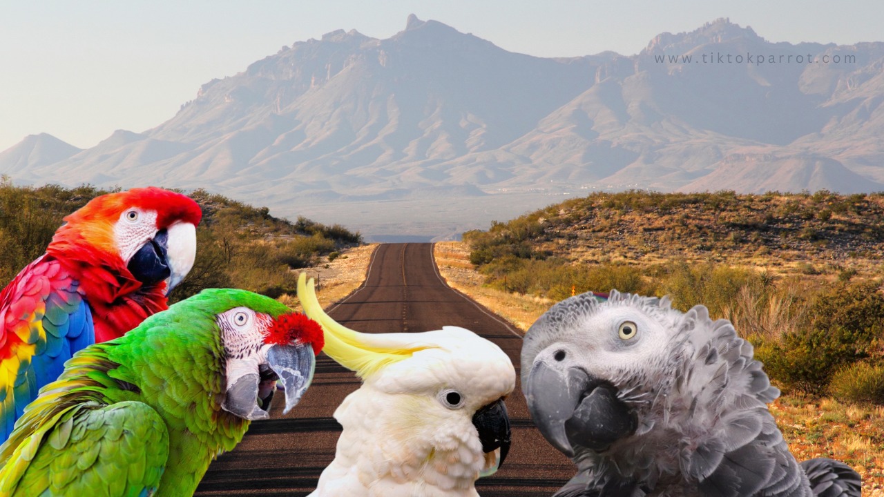 Tips & Tricks for the Best Road Trip with Your Parrot