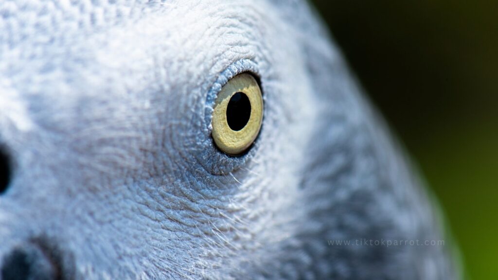 African Grey Parrots and the Science of Sleep Wild vs. Captivity – Tips for a Well-Rested Bird