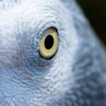 African Grey Parrots and the Science of Sleep Wild vs. Captivity – Tips for a Well-Rested Bird