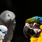 Parrot Diarrhea Causes, Symptoms, and Treatment