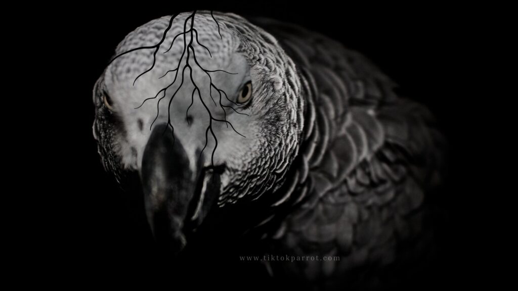 African Grey Parrots Myths, Magic & Culture