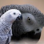 African Grey Parrot Personalities Are They Introverts or Extroverts